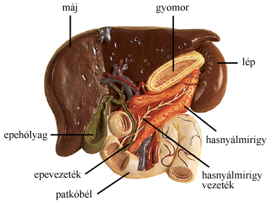 hasnyálmirigyrák daganat)